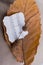 Macro view of a dry leaf with paper with musical notes of autu