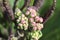 Macro view of flower buds on a Baby Joe Pye plant