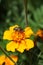 Macro view of flower caucasian flies hoverfly Eristalinus aeneus on bright inflorescence of yellow marigold Tagetes erecta