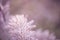 macro view of flower tamarisk. soft focus. pink fluffy tamarix branches. Tamarisk or Tamarix ramosissima pink flowers.