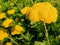 Macro view of the flowering of a golden yarrow Achillea filipendulina