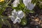 Macro view of flowers pansy white with drops water isolated on background