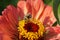 Macro view of fluffy Caucasian white-gray bee Amegilla albigena