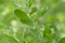 Macro View Fresh Green Stalk Leaves Of Texas Ranger Or Texas Sage Or Leucophyllum Frutescens Plants