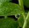 Macro view of fresh mint leaves