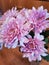 Macro view of fresh pink chrysantemum flowers