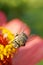 Macro view from front of Caucasian fluffy gray bee Amegilla albigena on orange-pink flower Zinnia