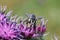 Macro view from the front of a fluffy gray Caucasian bee Megachile rotundata leaf cutter with a proboscis on a burdock flower