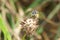 Macro view from the front of a small sandy Caucasian wasp Ammatomus rogenhoferi sitting on the head of a flower clover