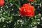 Macro view of fully double tulip with red petals