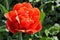 Macro view of fully double tulip with red petals