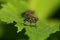 Macro view of a furry gray-haired Caucasian fly on the side