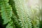 macro view of green fern petals. Fern on the background of green plants. Nephrolepis exaltata. Vibrant ferns close up