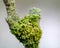 Macro view of a green fungus seen growing on an Apple tree.