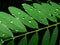 Macro view of green leaves