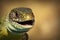 Macro view of a green lizard head