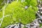 Macro view of green moss