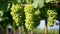 Macro view of hanging green grapes on vineyard branch with lush green leaves in the background