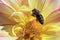 Macro view of a honeybee hovering above a dahlia