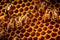 Macro view of honeybees working diligently inside their hive, meticulously crafting honeycomb cells filled with glistening.