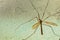 Macro view of huge mosquito on glass wall with water drops. Beautiful nature backgrounds.