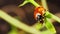 Macro view of ladybug