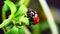 Macro view of ladybug