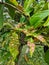 Macro view of leaves covered in galls