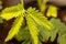 Macro view of leaves on a Sensitive plant