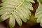 Macro view of leaves on a Sensitive plant