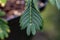 Macro view of leaves on a Sensitive plant