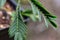 Macro view of leaves on a Sensitive plant