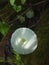 Macro view of leucocoprinus fragilissimus