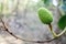 Macro view of a lichi fruit grown on a brunch.