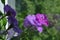 Macro view of light purple flowers of petunia multiflora double