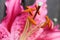 Macro view of lily stamens and stigma