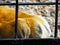 Macro view of Lion paw and claws