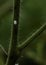 Macro view of Mealybug on a tomato branch