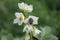 Macro view of a Mediterranean spotted chafer on daffodils in a greenery