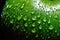 A Macro View of Nature\\\'s Refreshing Delight: The Green Apple