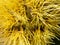Macro view on the needles of a chestnut hedgehog. Close view. Needles of yellow color. Nature background