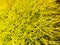 Macro view on the needles of a chestnut hedgehog. Close view. Needles of yellow color. Nature background