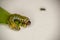 Macro view of one caterpillar eating green leaf. Isolated on white background.