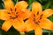 Macro view of a Orange Asiatic lily