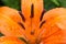 Macro view of a Orange Asiatic lily