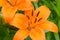 Macro view of a Orange Asiatic lily