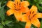 Macro view of a Orange Asiatic lily