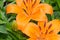 Macro view of a Orange Asiatic lily