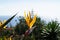 Macro view over a paradise bird flowers and plants