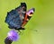 Macro view of a Peacock butterfly Aglais io on blooming Thistle Cirsium arvense